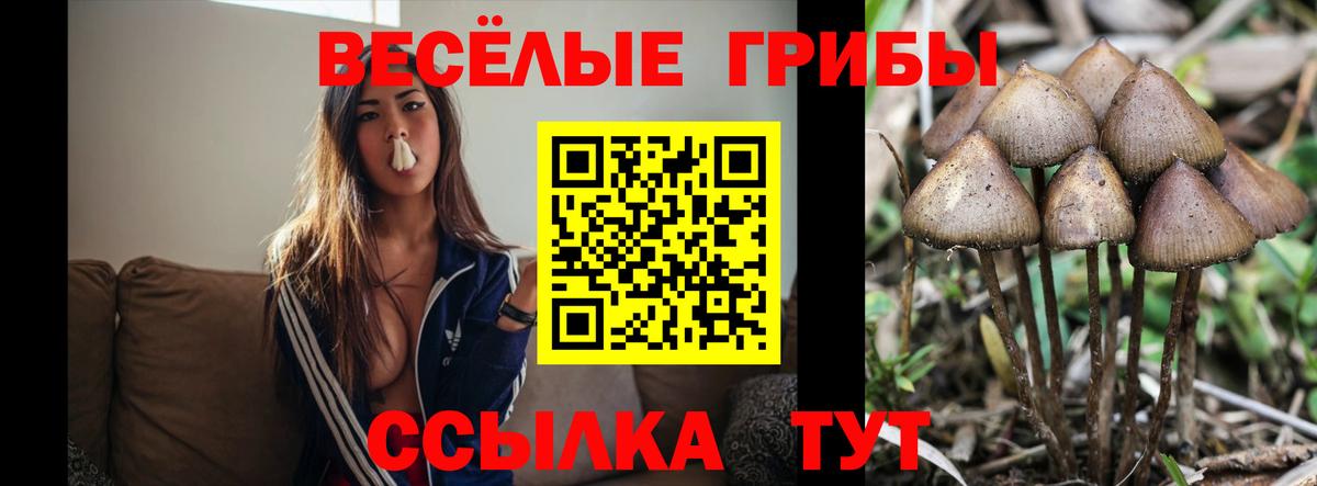 Псилоцибиновые грибы Cubensis Фрязино